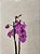Orquídea Especial - Imagem 4