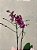 Orquídea Especial - Imagem 5