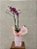 Orquídea Especial - Imagem 3