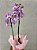 Orquídea Especial - Imagem 8