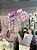 Orquídea Cascatinha - Imagem 3