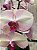 Orquídea Cascata Rosé Premium no Vidro - Imagem 4
