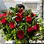 Buquê Amélie Poulain com 18 Rosas Vermelhas - Imagem 3