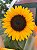 Girassol Radiante Plantado - Imagem 2