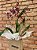 Orquídea Chocolate (Oncidium Sharry Baby) - Imagem 3
