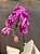 Orquídea Cascata Premium Embalada – Fúcsia - Imagem 4