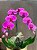 Arranjo de Orquídea Cascata Premium - Imagem 4
