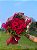 Cone Rouge - 12 Rosas Colombianas - Imagem 3