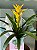 Bromelia Pote15 - Imagem 2