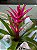Bromelia Pote15 - Imagem 4