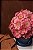 Madame Rosa | Box de Gérberas Rosa Luxuosa - Imagem 2