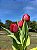 Tulipa Vermelha Signature - Imagem 2
