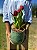 Tulipa Vermelha Signature - Imagem 4