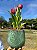 Tulipa Vermelha Signature - Imagem 3