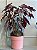BEGONIA MACULATA EM VASO DE BARRO - Imagem 2