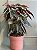 BEGONIA MACULATA EM VASO DE BARRO - Imagem 1