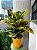 Croton Brasileirinho - Pote 24 - Imagem 1