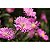 Lente Canon RF-S 55-210mm f/5-7.1 IS STM - Imagem 9