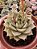 ECHEVERIA FABIOLA POTE 11 - Imagem 1