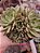 ECHEVERIA OLIVIA POTE 11 - Imagem 1