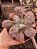 ECHEVERIA LINGUAS POTE 11 - Imagem 1