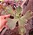 ECHEVERIA VIRGÍNIA LEE POTE 11 - Imagem 1