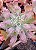 ECHEVERIA VIRGÍNIA LEE POTE 11 - Imagem 2