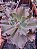 ECHEVERIA ZIPER POTE 11 - Imagem 2