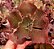 ECHEVERIA ZIPER POTE 11 - Imagem 1