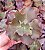 ECHEVERIA EVENING DRENS POTE 11 - Imagem 1