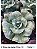 ECHEVERIA ROSA DE JADE POTE 11 - Imagem 2