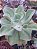 ECHEVERIA LEMON ROSE POTE 11 - Imagem 2