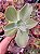 ECHEVERIA LEMON ROSE POTE 11 - Imagem 1