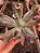 ECHEVERIA CULIBRA  DA CARUNCULAS POTE 11 - Imagem 1
