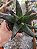 GASTERALOE ROYAL PRINCESS POTE 9 - Imagem 1