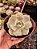 ECHEVERIA LOLA POTE 11 - Imagem 1