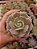 ECHEVERIA LOLA POTE 11 - Imagem 1