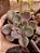 ECHEVERIA GOIABINHA POTE 11 - Imagem 1