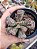 adromischus cooperi PATA DE TARTARUGA POTE 9 - Imagem 1