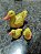 TERRÁRIO TRIO DE PATO AMARELO - Imagem 1