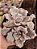 ECHEVERIA CRISPATE BEAUTY POTE 11 - Imagem 1