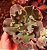 ECHEVERIA VERRUGAS POTE 11 - Imagem 1