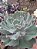 ECHEVERIA GIGANTEA  POTE 11 - Imagem 2