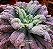 ECHEVERIA CIELPUR POTE 11 - Imagem 2