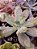 ECHEVERIA BARBILLION POTE 11 - Imagem 2