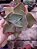 ECHEVERIA BARBILLION POTE 11 - Imagem 1