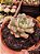 ECHEVERIA SWALLOW POTE 11 - Imagem 1