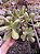 CRASSULA JADE POTE 15 - Imagem 1