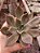 echeveria seringuette POTE 11 - Imagem 1