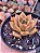 echeveria seringuette POTE 11 - Imagem 2